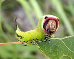 Attēlu rezultāti vaicājumam “Cerura vinula”