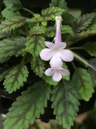 Image result for Sinningia