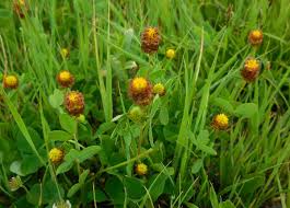 Attēlu rezultāti vaicājumam “Trifolium spadiceum flower”