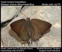 Attēlu rezultāti vaicājumam “Scardia boletella exuvia”