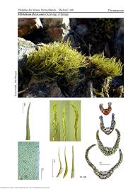 Attēlu rezultāti vaicājumam “Ditrichum flexicaule”