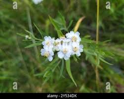 Attēlu rezultāti vaicājumam “Achillea salicifolia flower”