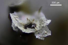 Attēlu rezultāti vaicājumam “Physarum bryocorticola macro”