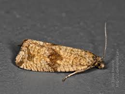 Attēlu rezultāti vaicājumam “Celypha striana”