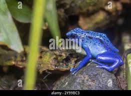 Image result for blauer baumsteiger