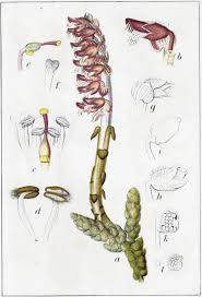 Attēlu rezultāti vaicājumam “Lathraea squamaria”