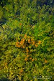 Attēlu rezultāti vaicājumam “Chara aspera”