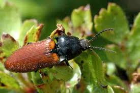 Attēlu rezultāti vaicājumam “Ampedus balteatus”