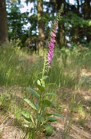 Attēlu rezultāti vaicājumam “Digitalis purpurea flower”