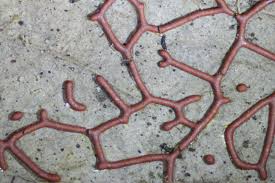 Attēlu rezultāti vaicājumam “Willkommlangea reticulata spores”