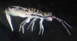 Attēlu rezultāti vaicājumam “Orchesella sp.”