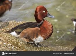 Attēlu rezultāti vaicājumam “Anas penelope”