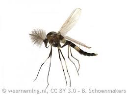 Attēlu rezultāti vaicājumam “Cricotopus”