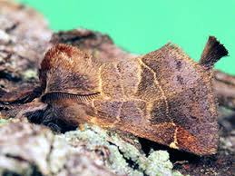 Attēlu rezultāti vaicājumam “Clostera pigra”