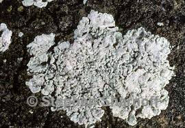 Attēlu rezultāti vaicājumam “Lepraria”