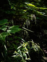 Attēlu rezultāti vaicājumam “Cinna latifolia fruit”
