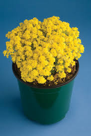 Image result for Alyssum saxatile