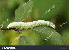 Attēlu rezultāti vaicājumam “Pterostoma palpina”