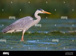 Attēlu rezultāti vaicājumam “Ardea cinerea adult”
