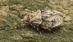 Attēlu rezultāti vaicājumam “Diurnea fagella”