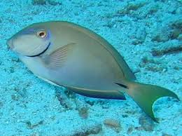 Image result for Acanthurus bahianus