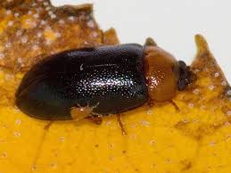 Attēlu rezultāti vaicājumam “Tetratoma fungorum”