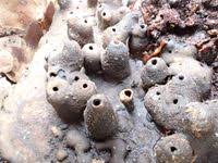 Attēlu rezultāti vaicājumam “Agathomyia wankowiczii”