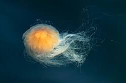 Image result for Cyanea capillata