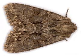 Attēlu rezultāti vaicājumam “Apamea monoglypha”