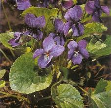 Attēlu rezultāti vaicājumam “Viola odorata leaf”