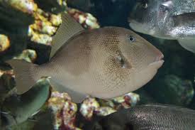 Image result for Balistes capriscus