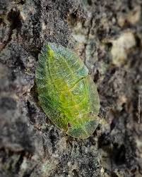 Attēlu rezultāti vaicājumam “Macrosteles nymph”