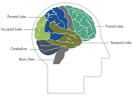 Image result for map of the brain