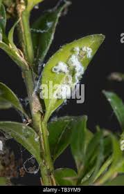 Attēlu rezultāti vaicājumam “Psylla alni nymph”