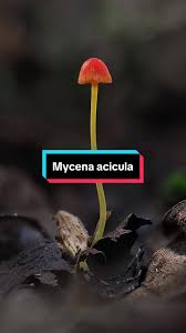 Attēlu rezultāti vaicājumam “Mycena acicula”