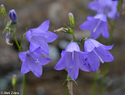 Image result for Campanula moesiaca