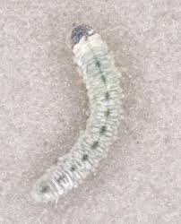 Attēlu rezultāti vaicājumam “Eriocampa ovata”