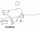 Buffalo coloring page