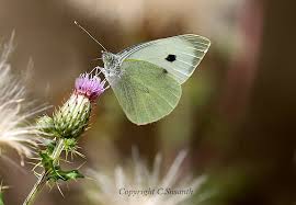 Attēlu rezultāti vaicājumam “Pieris brassicae male”