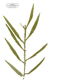 Attēlu rezultāti vaicājumam “Tagetes leaf”