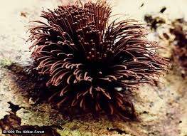 Attēlu rezultāti vaicājumam “Stemonitis axifera stalked”