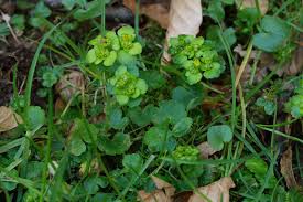 Attēlu rezultāti vaicājumam “Chrysosplenium alternifolium leaf”
