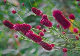 Attēlu rezultāti vaicājumam “Sanguisorba officinalis bud”