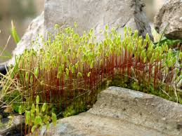 Attēlu rezultāti vaicājumam “Ceratodon purpureus”