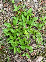 Attēlu rezultāti vaicājumam “Prunella vulgaris leaf”