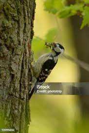 Attēlu rezultāti vaicājumam “Dendrocopos minor female”
