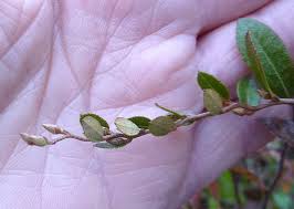 Attēlu rezultāti vaicājumam “Chamaedaphne calyculata”