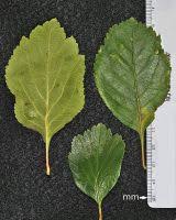 Attēlu rezultāti vaicājumam “Crataegus macracantha”