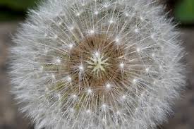 Attēlu rezultāti vaicājumam “Taraxacum officinale aggr.”