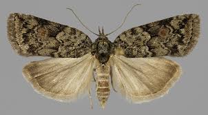 Attēlu rezultāti vaicājumam “Nycteola degenerana”